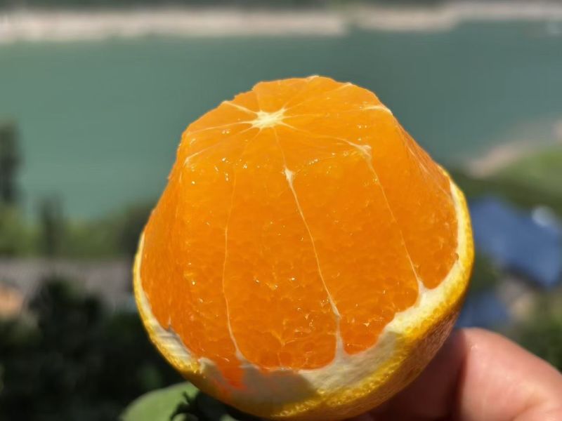 秭归九月红脐橙现摘现发货源充足质量保证量大从优