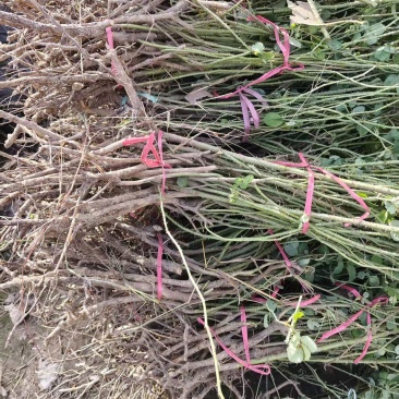 大码士革玫瑰花苗