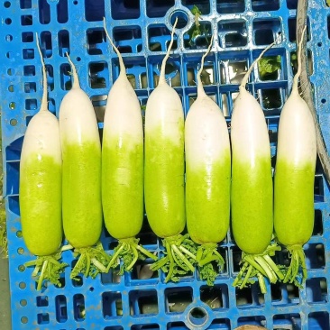 萝卜青头萝卜大量供应有需要的客户欢迎咨询订购