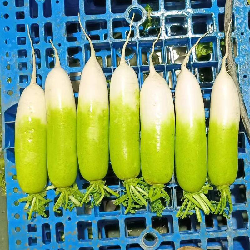 萝卜青头萝卜大量供应有需要的客户欢迎咨询订购