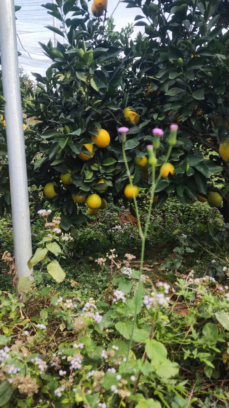 基地直销