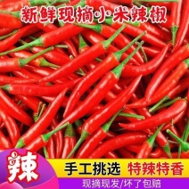 精品小米红椒今日报价品质有保证店商超市需要的请联糸