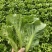 唐山本地罗马生菜大量上市