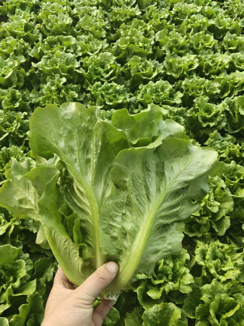 唐山本地罗马生菜大量上市