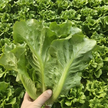 唐山本地罗马生菜大量上市