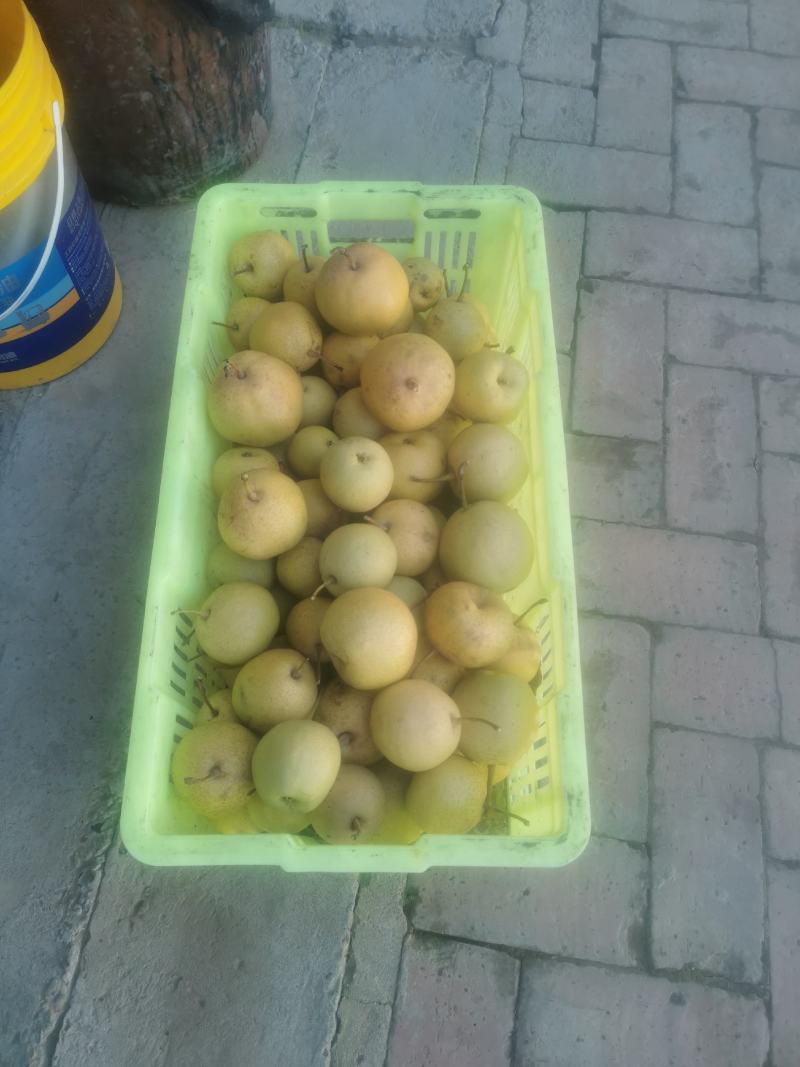 兰州正宗东果梨软儿梨