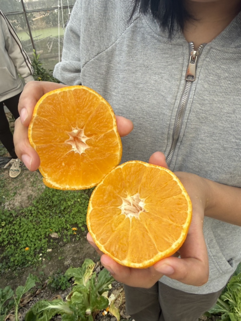 象山红美人