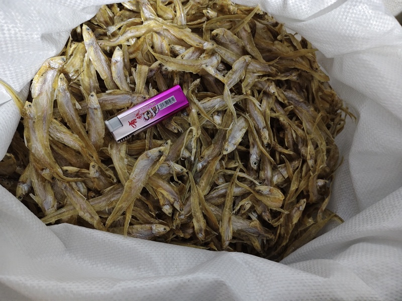 毛刀鱼干