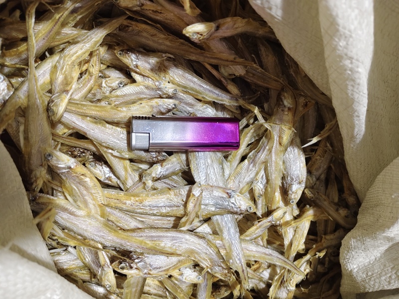 毛刀鱼干