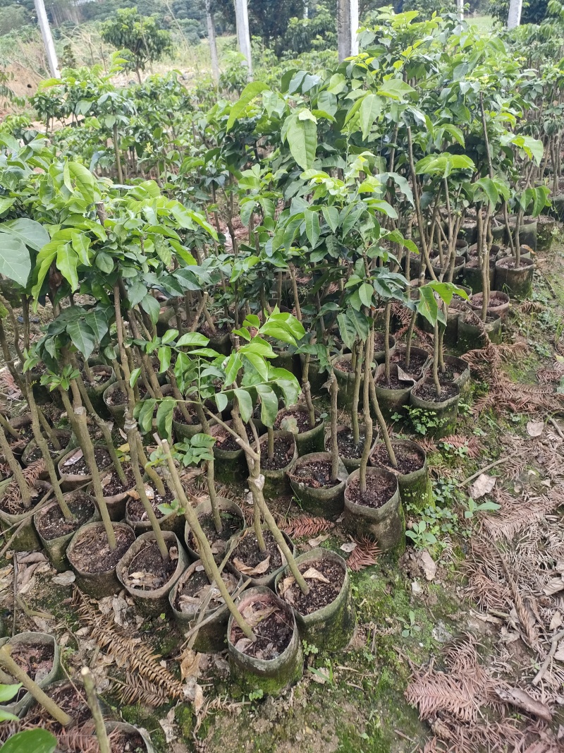 黑黄皮嫁接苗带杯带土发货