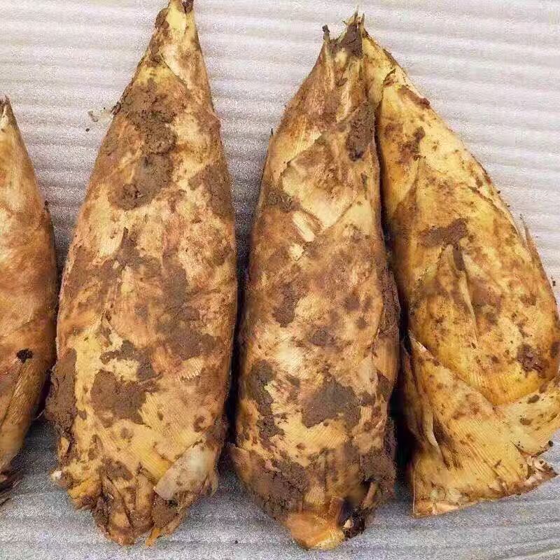 江西宜春明月山冬笋