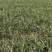 湖北钟祥红根嫩蒜苗