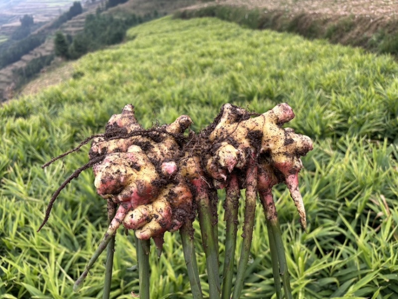 云南罗平小黄姜