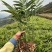 云南罗平小黄姜