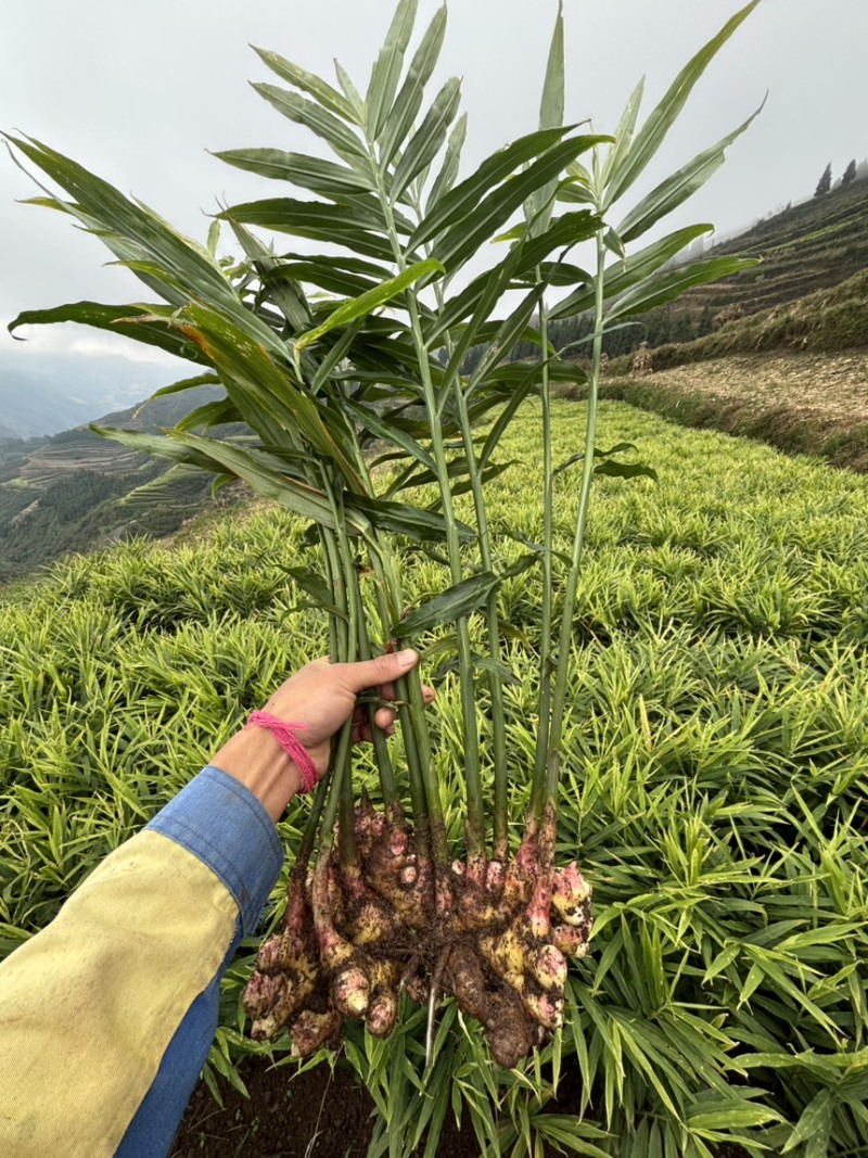 云南罗平小黄姜