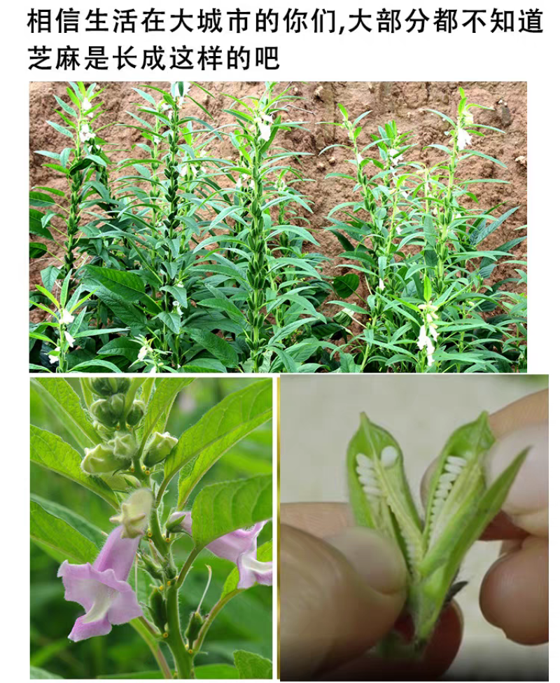 包邮）白芝麻生的2025年新货纯正天然去皮白芝麻粒仁商用