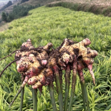 云南罗平小黄姜