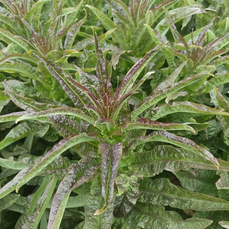 红叶香莴苣鲜嫩清脆，当季新鲜量大从优产地直发