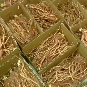 当归鲜货，上吨装价格1.2