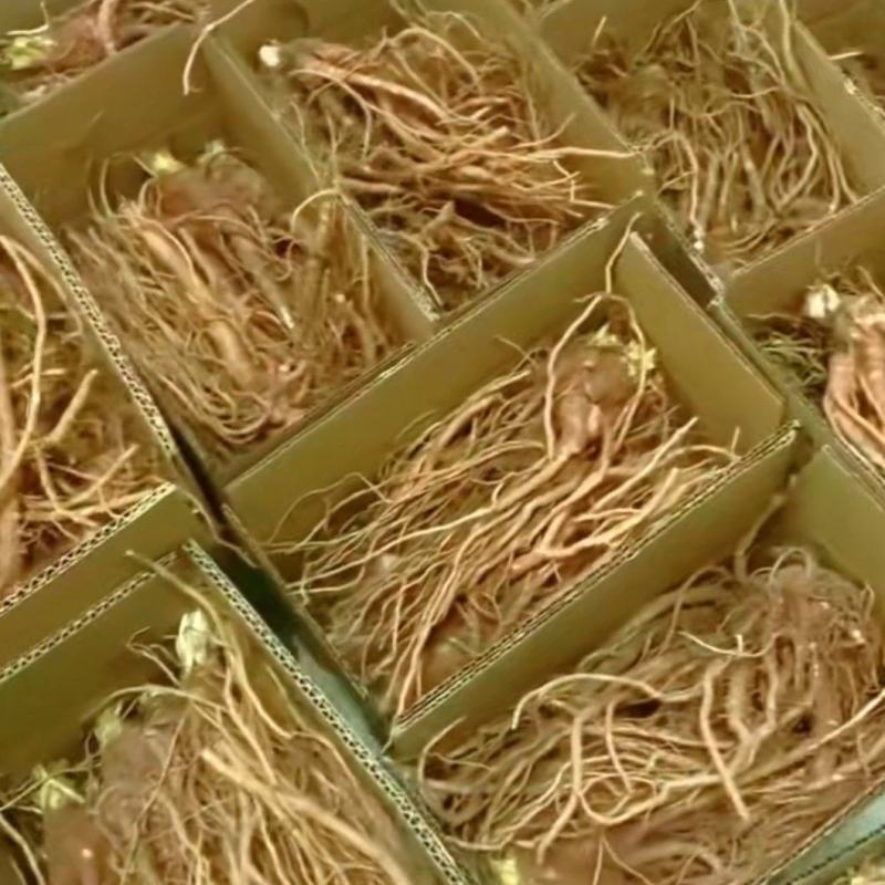 当归鲜货，上吨装价格1.2