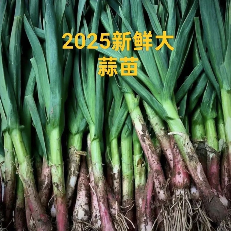 河南中牟红根蒜苗/产区直发/当天发车保质保量