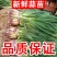 河南中牟红根蒜苗/产区直发/当天发车保质保量