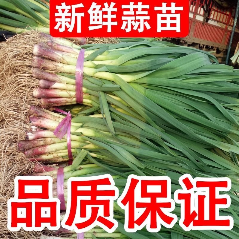 河南中牟红根蒜苗/产区直发/当天发车保质保量