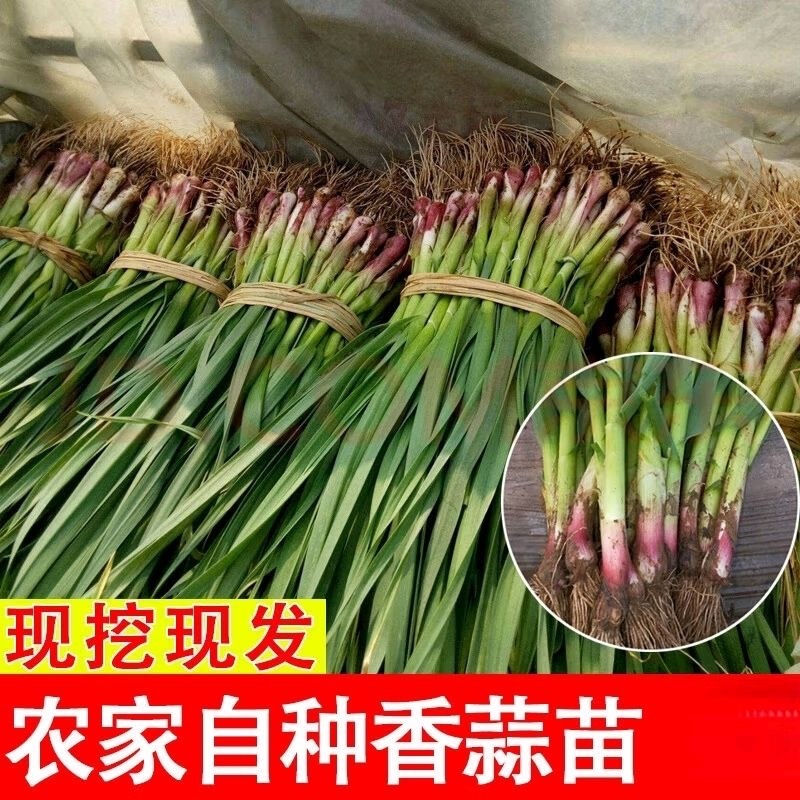 河南中牟红根蒜苗/产区直发/当天发车保质保量