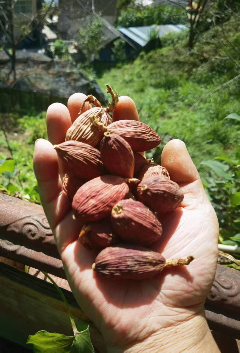 云南草果大量批发全国各地