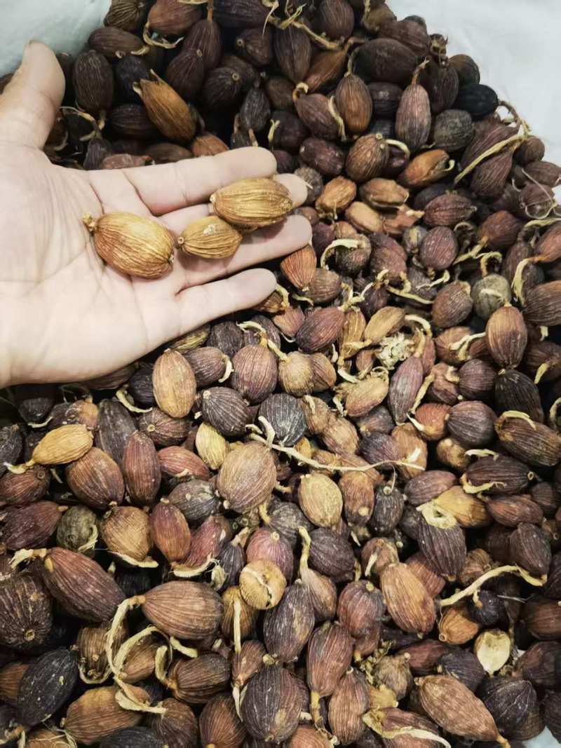 云南草果大量批发全国各地