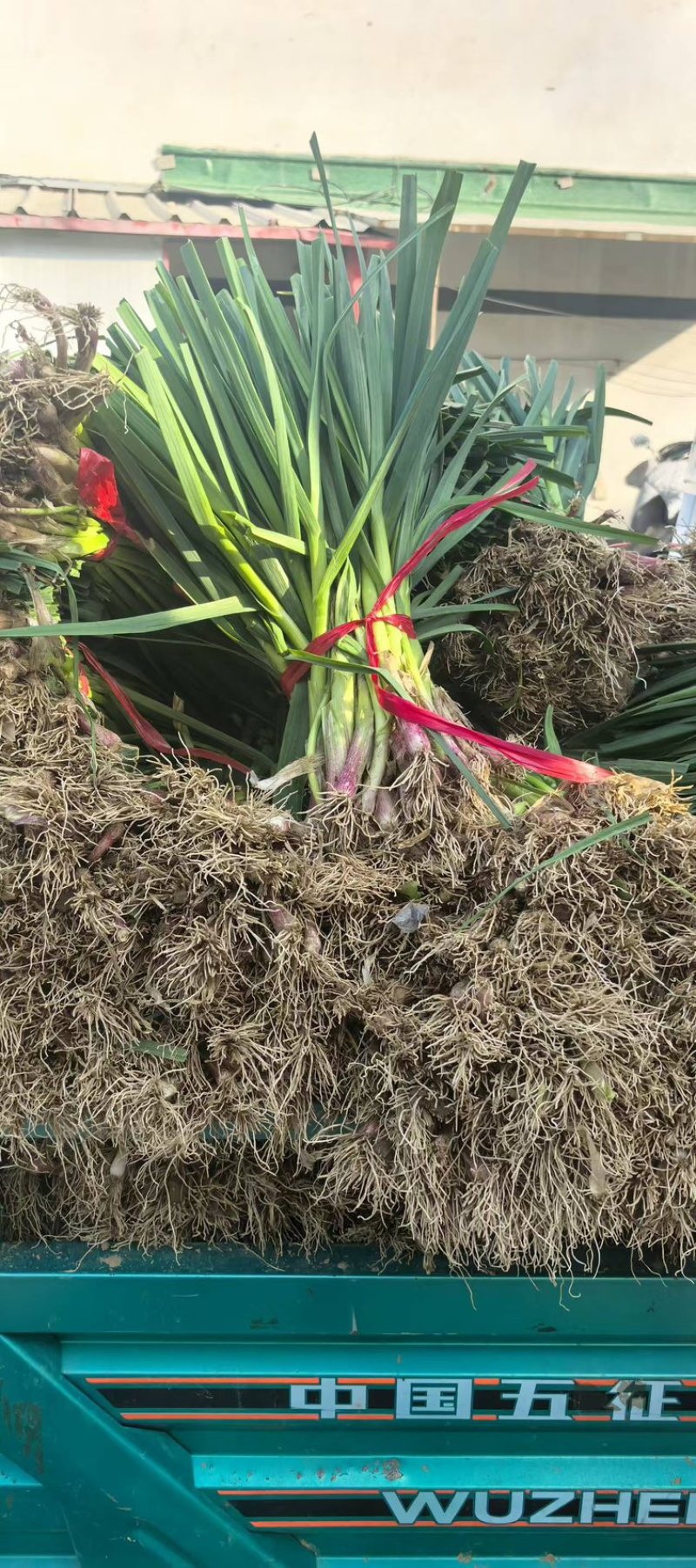 红根蒜苗/红根绿叶.可净菜/可毛菜/原产地直发
