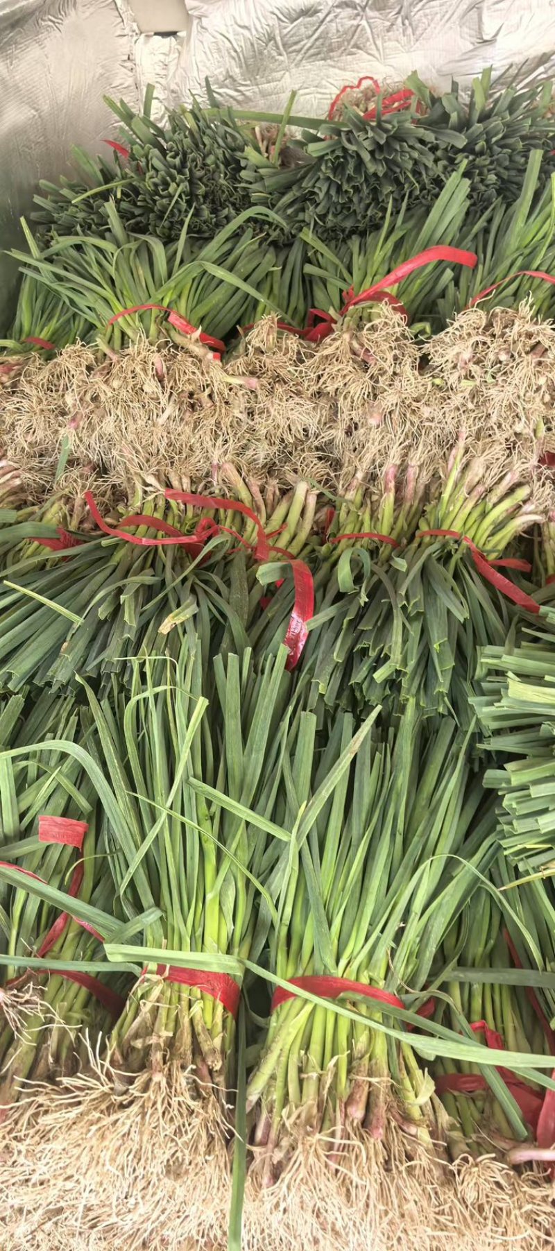 红根蒜苗/红根绿叶.可净菜/可毛菜/原产地直发