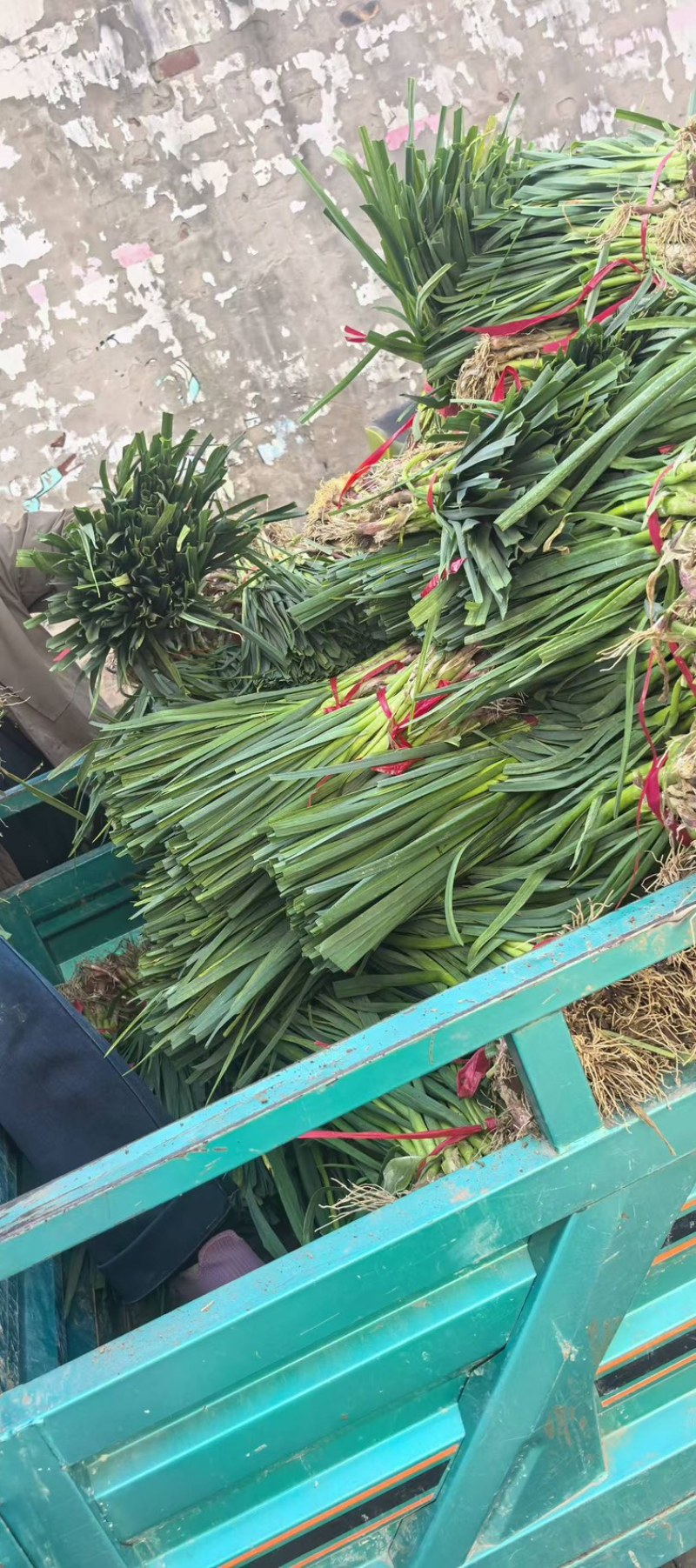 红根蒜苗/红根绿叶.可净菜/可毛菜/原产地直发