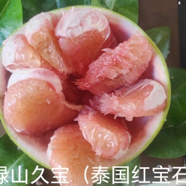 绿山久宝蜜柚，产自云南昌宁卡斯兰山，泰国红宝石青柚的品质
