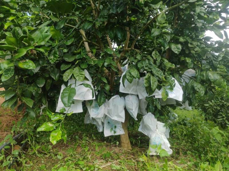 绿山久宝蜜柚，产自云南昌宁卡斯兰山，泰国红宝石青柚的品质