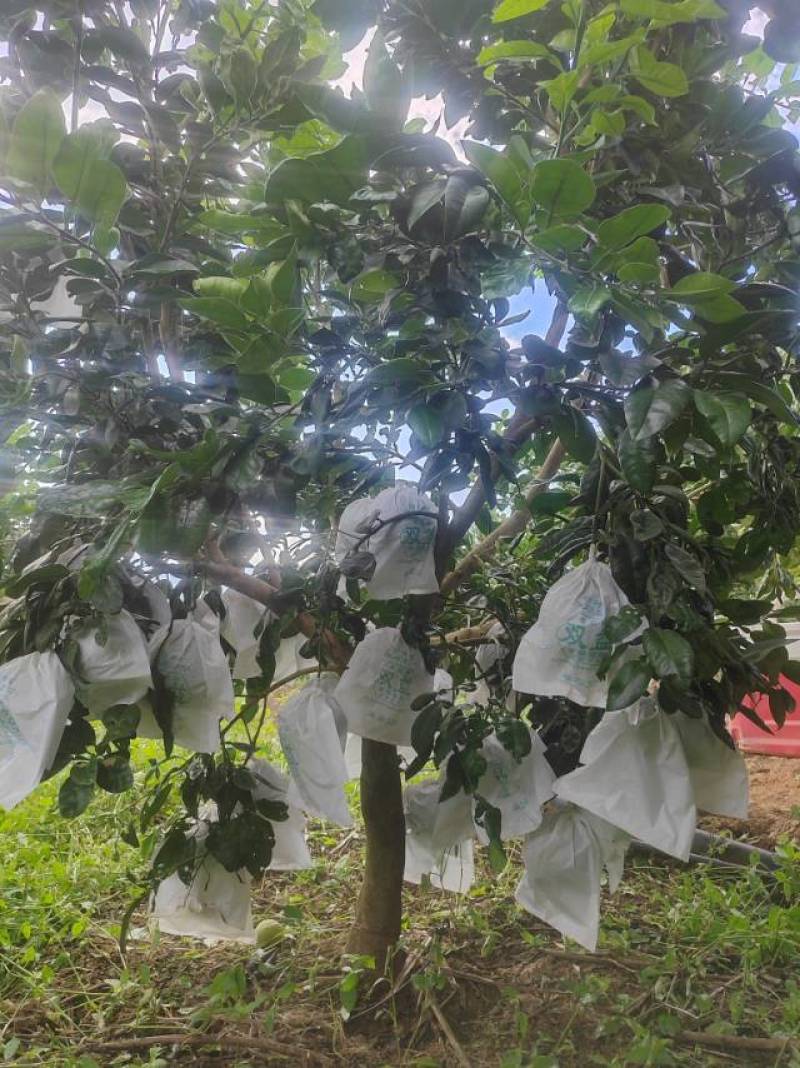 绿山久宝蜜柚，产自云南昌宁卡斯兰山，泰国红宝石青柚的品质