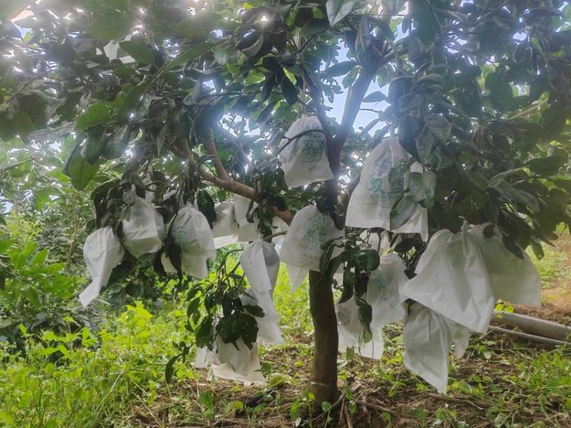 绿山久宝蜜柚，产自云南昌宁卡斯兰山，泰国红宝石青柚的品质
