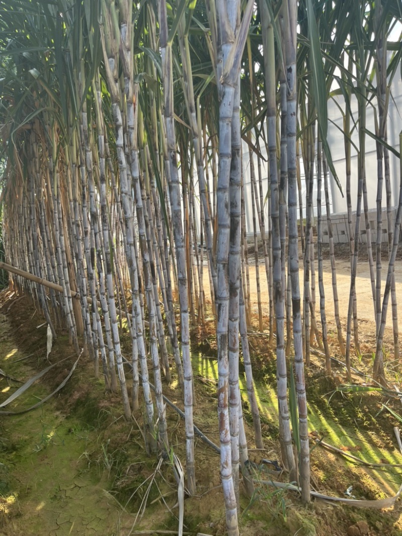 黄皮、青皮果蔗组培苗