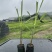 黄皮、青皮果蔗组培苗
