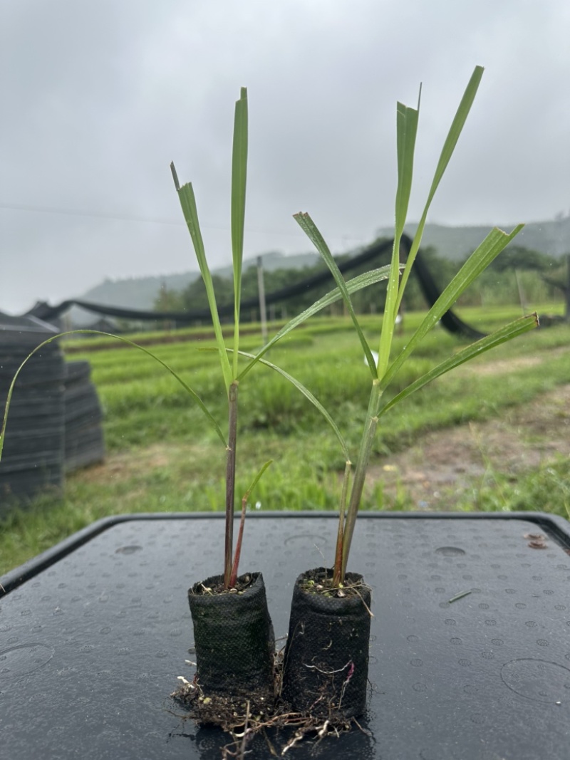 黄皮、青皮果蔗组培苗