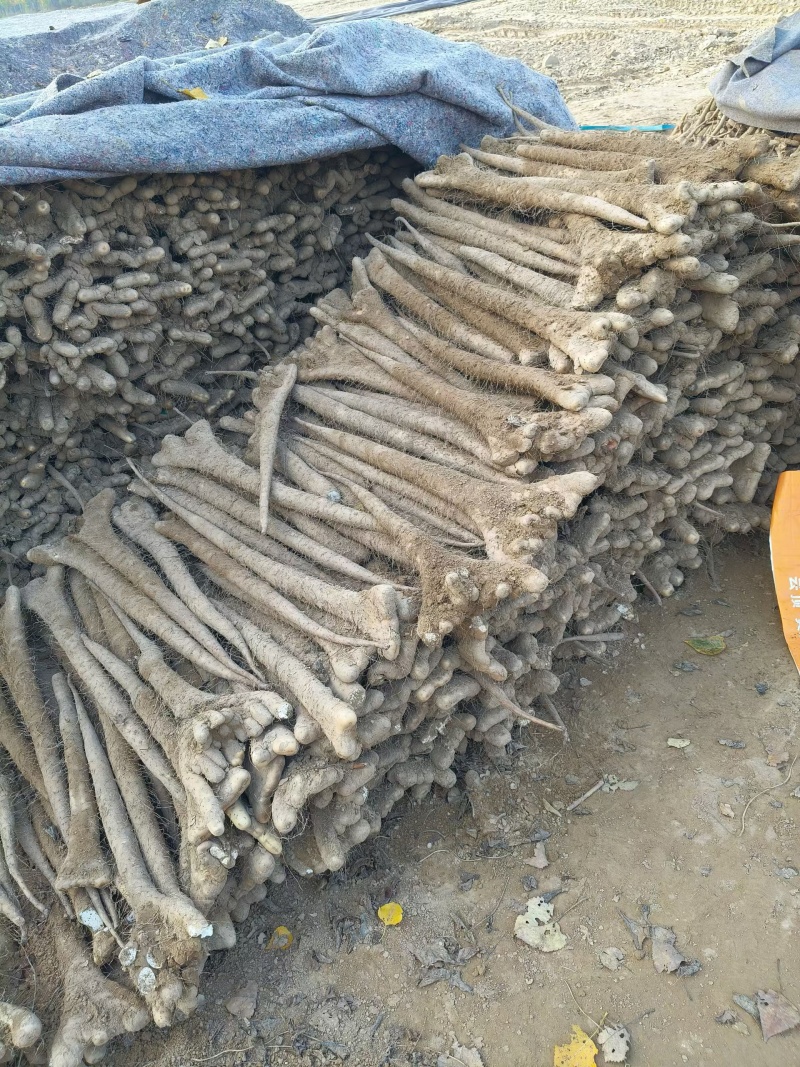 现货5万斤，双包山药