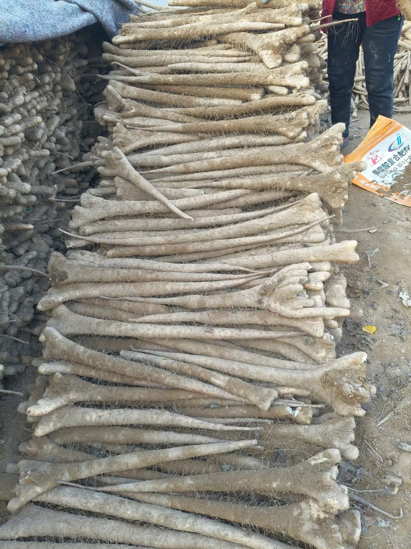 现货5万斤，双包山药