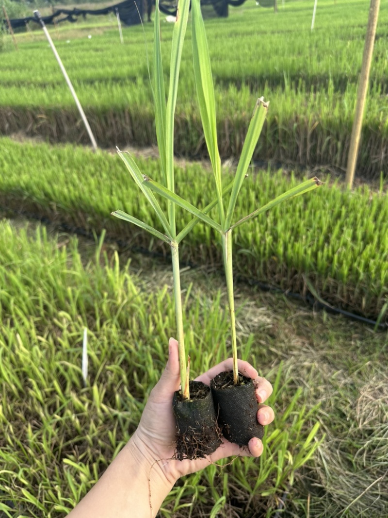 黄皮、青皮果蔗组培苗