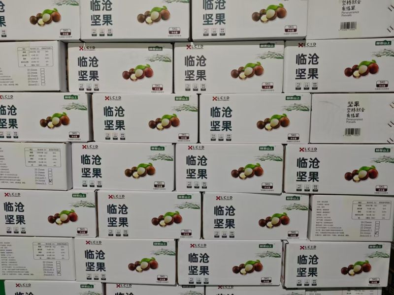 云南临沧夏威夷坚果大量批发