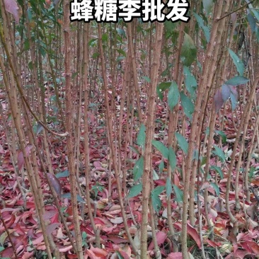 李子苗贵州基地直发规格齐全价钱实惠欢迎实地考察