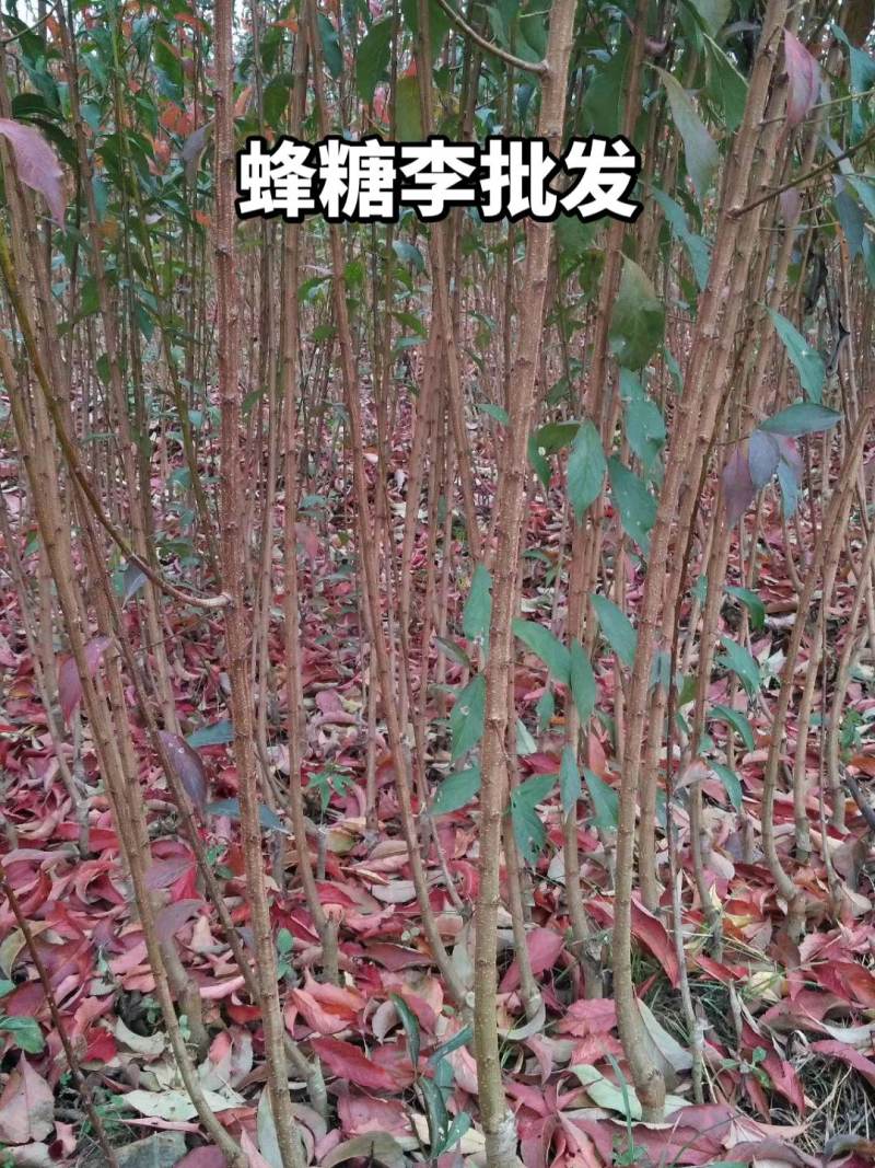 李子苗贵州基地直发规格齐全价钱实惠欢迎实地考察