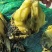芥包，芥菜，包心芥菜，优质芥包基地直供，酱菜厂**