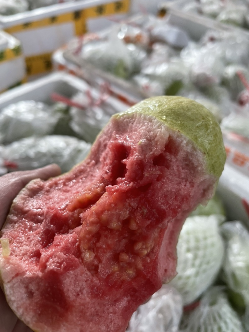 潮汕现摘番石榴新鲜红芭乐品质保证一件代发商都有