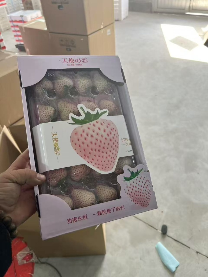 淡雪天使梦之莹产地供应代购