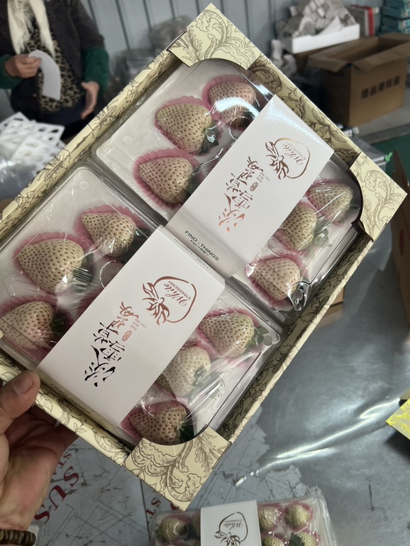 淡雪天使梦之莹产地供应代购